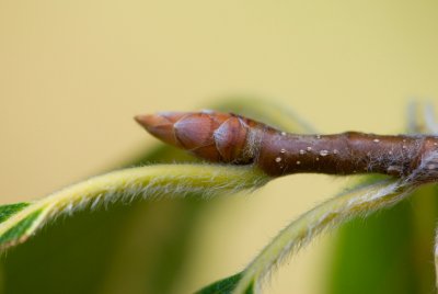 Fagus grandifolia 'Caroliniana' - buk velkolistý - pupen